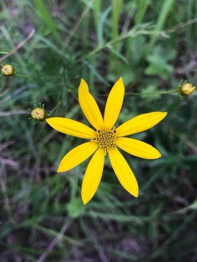 image of Anacis verticillata, Threadleaf Coreopsis, Cutleaf Tickseed, Whorled Tickseed