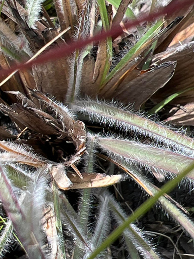 image of Anatherum mohrii, Mohr's Bluestem, Tawny Bluestem, Bog Bluestem