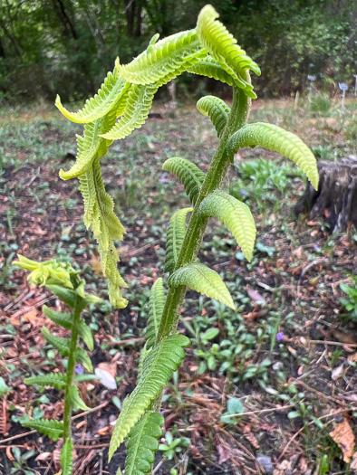 image of Osmundastrum cinnamomeum ssp. cinnamomeum, Cinnamon Fern