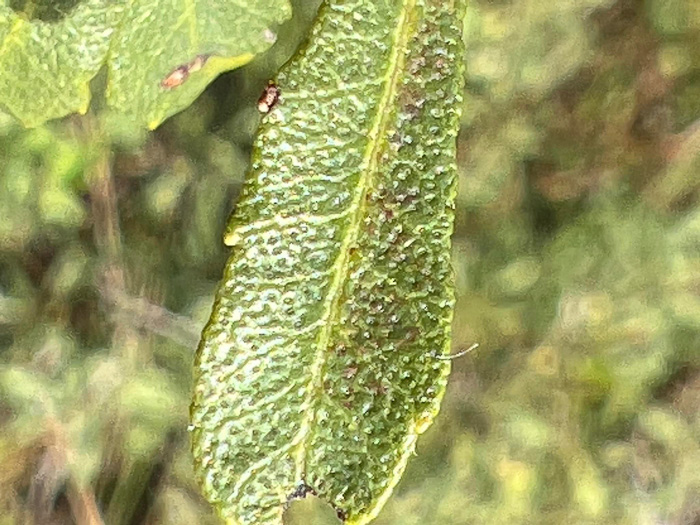 image of Morella pusilla, Dwarf Wax-myrtle, Dwarf Bayberry