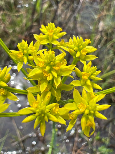 image of Senega cymosa, Tall Pinebarren Milkwort