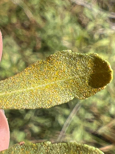 image of Morella pusilla, Dwarf Wax-myrtle, Dwarf Bayberry