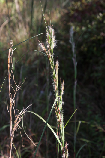 image of Anatherum hirsutius, Savanna Bushy Bluestem, Hairy Bluestem