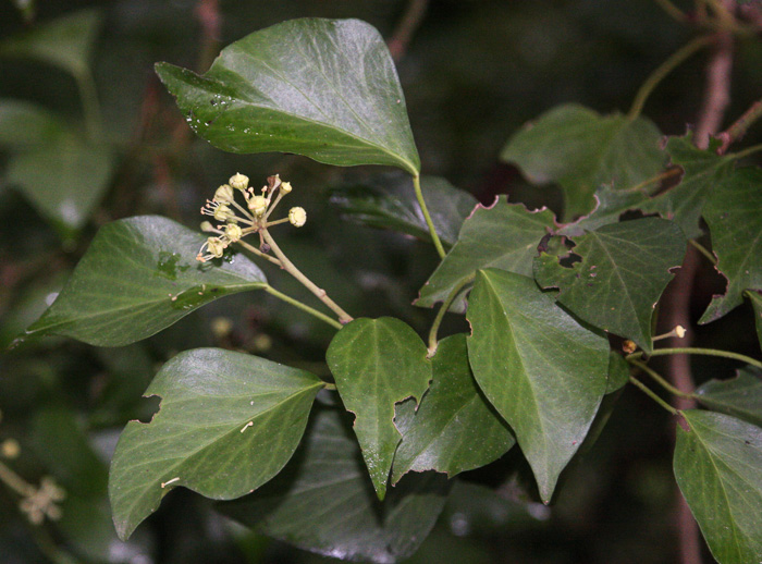 image of Hedera helix, English Ivy, Common Ivy