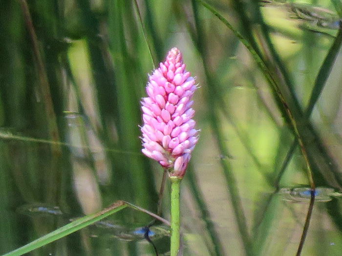 Persicaria amphibia var. stipulacea, Water Smartweed, Scarlet Smartweed