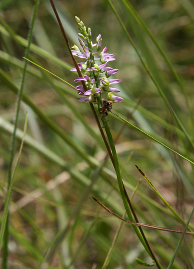 image of Senega hookeri, Hooker's Milkwort
