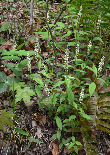 image of Senega officinalis +, Senega Snakeroot