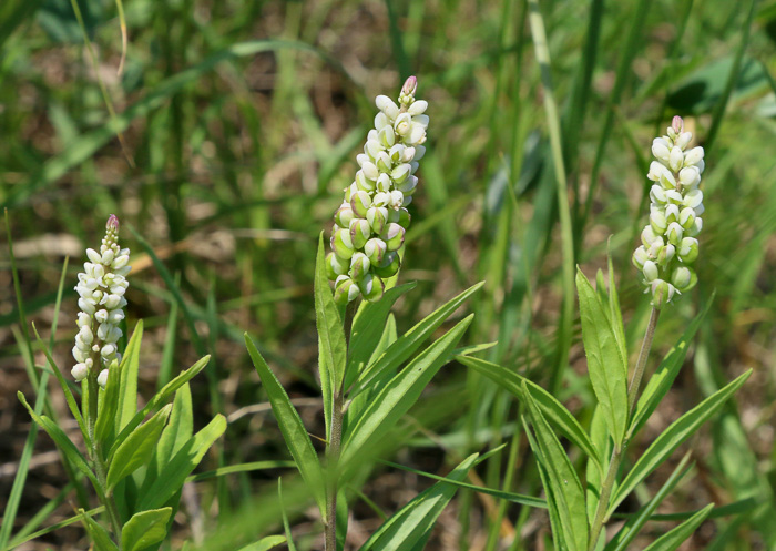 image of Senega officinalis +, Senega Snakeroot