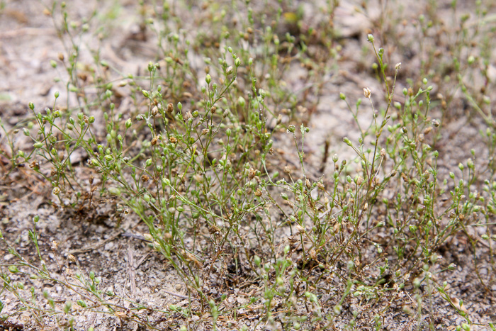 Sagina decumbens ssp. decumbens, Trailing Pearlwort, Eastern Pearlwort, Annual Pearlwort