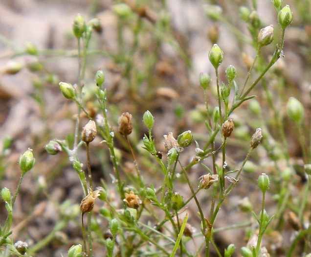 Sagina decumbens ssp. decumbens, Trailing Pearlwort, Eastern Pearlwort, Annual Pearlwort