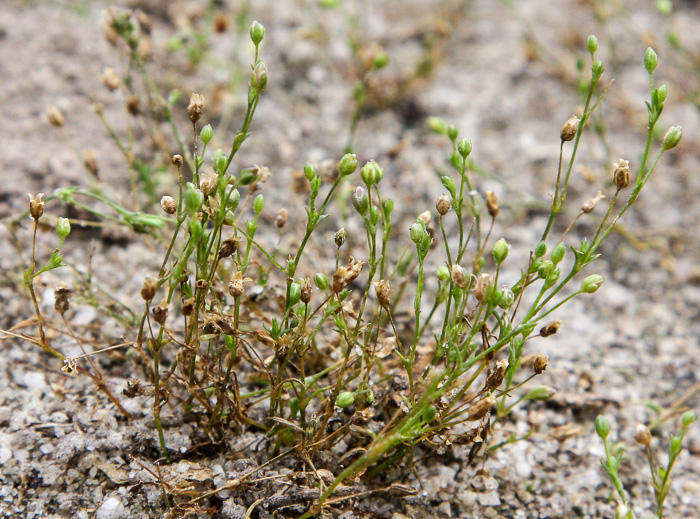 Sagina decumbens ssp. decumbens, Trailing Pearlwort, Eastern Pearlwort, Annual Pearlwort