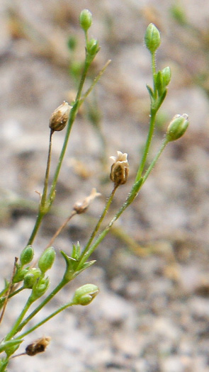 Sagina decumbens ssp. decumbens, Trailing Pearlwort, Eastern Pearlwort, Annual Pearlwort