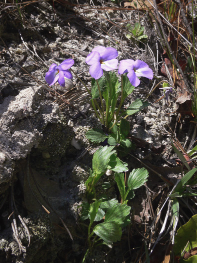 image of Viola pedata ssp. flabellata, Sandhills Birdsfoot Violet