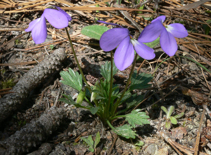 image of Viola pedata ssp. flabellata, Sandhills Birdsfoot Violet