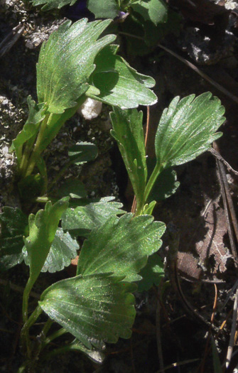image of Viola pedata ssp. flabellata, Sandhills Birdsfoot Violet