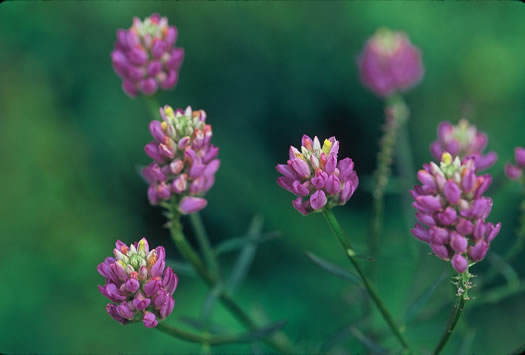 image of Senega curtissii, Curtiss's Milkwort, Appalachian Milkwort