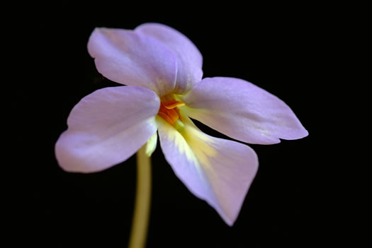 image of Viola pedata ssp. pedata, Common Birdsfoot Violet