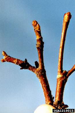 image of Acer platanoides ssp. platanoides, Norway Maple