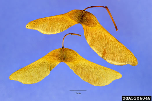 image of Acer platanoides ssp. platanoides, Norway Maple