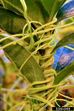 image of Cuscuta japonica var. japonica, Japanese Dodder