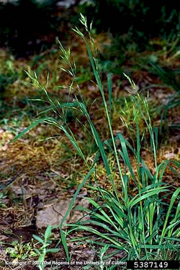 image of Bromus catharticus, Rescue Grass
