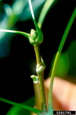 image of Acer platanoides ssp. platanoides, Norway Maple
