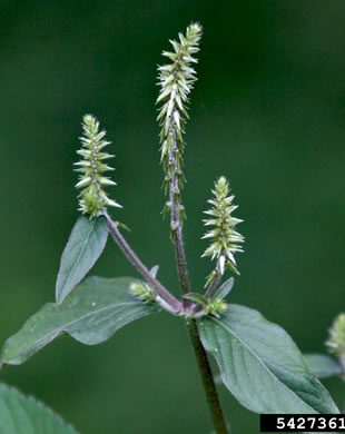 image of Achyranthes bidentata var. japonica, Japanese Chaff-flower
