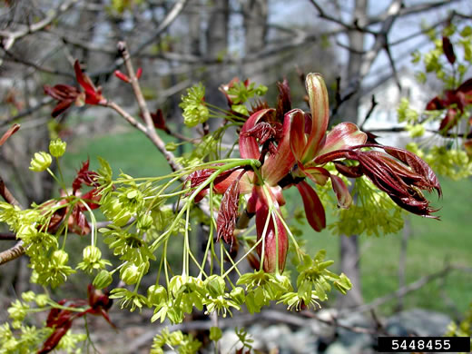 image of Acer platanoides ssp. platanoides, Norway Maple