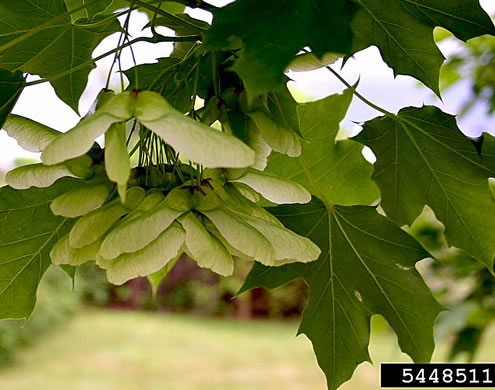 image of Acer platanoides ssp. platanoides, Norway Maple