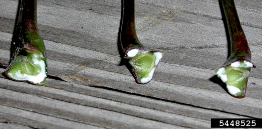 image of Acer platanoides ssp. platanoides, Norway Maple