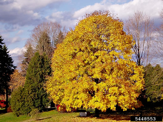 image of Acer platanoides ssp. platanoides, Norway Maple
