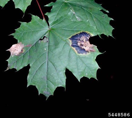 Acer platanoides ssp. platanoides, Norway Maple