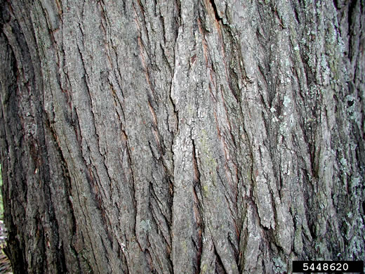 image of Acer platanoides ssp. platanoides, Norway Maple