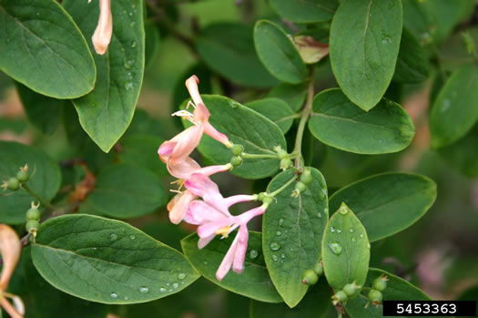 image of Lonicera ×bella, Bell's Honeysuckle, Pretty Honeysuckle, Showy Honeysuckle