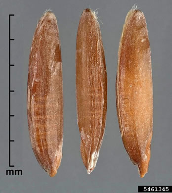 image of Bromus catharticus, Rescue Grass