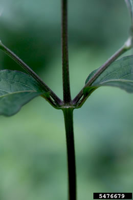 image of Achyranthes bidentata var. japonica, Japanese Chaff-flower