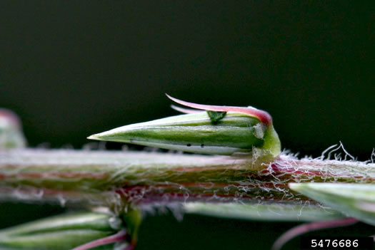 image of Achyranthes bidentata var. japonica, Japanese Chaff-flower