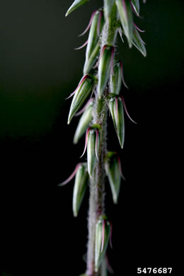 image of Achyranthes bidentata var. japonica, Japanese Chaff-flower
