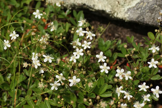 image of Sibbaldia tridentata, Wineleaf Cinqefoil, Mountain Cinqefoil, Three-toothed Cinqefoil, Mountain White Potentilla