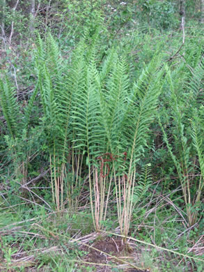 image of Osmundastrum cinnamomeum ssp. cinnamomeum, Cinnamon Fern