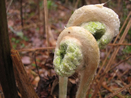 image of Osmundastrum cinnamomeum ssp. cinnamomeum, Cinnamon Fern