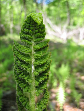image of Osmundastrum cinnamomeum ssp. cinnamomeum, Cinnamon Fern