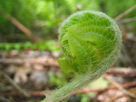 image of Osmundastrum cinnamomeum ssp. cinnamomeum, Cinnamon Fern