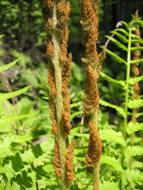 image of Osmundastrum cinnamomeum ssp. cinnamomeum, Cinnamon Fern