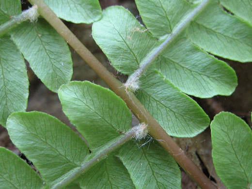 Osmundastrum cinnamomeum ssp. cinnamomeum, Cinnamon Fern