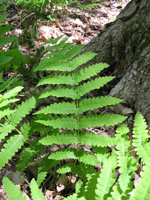 image of Osmundastrum cinnamomeum ssp. cinnamomeum, Cinnamon Fern
