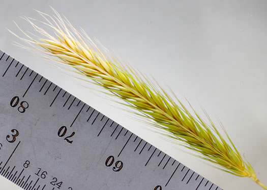 image of Hordeum pusillum, Little Barley
