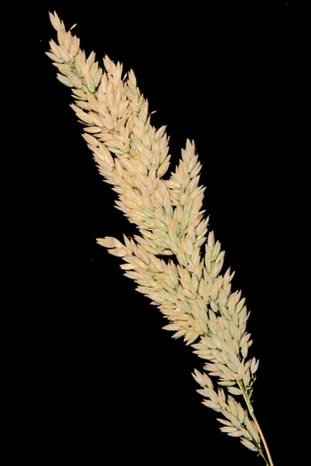 panicle