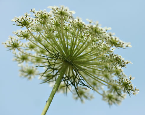 involucral bracts