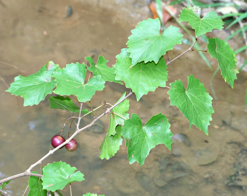 Vitis rotundifolia, Muscadine, Scuppernong